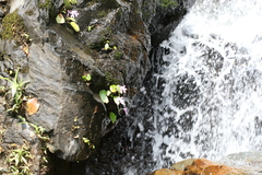 Impatiens scapiflora